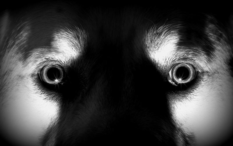 True Paranormal Stories Dog's Spirit Returns